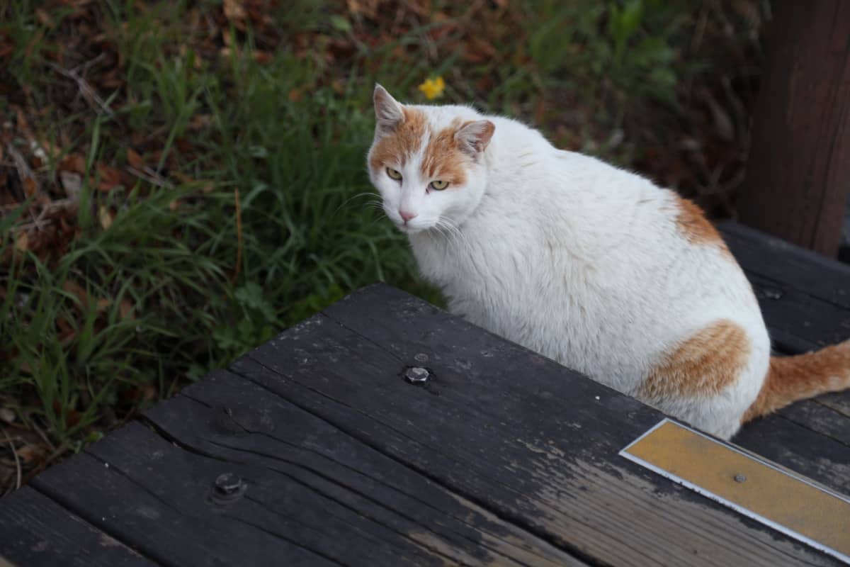 Feral Cat at a Park feral cats deserve a chance
