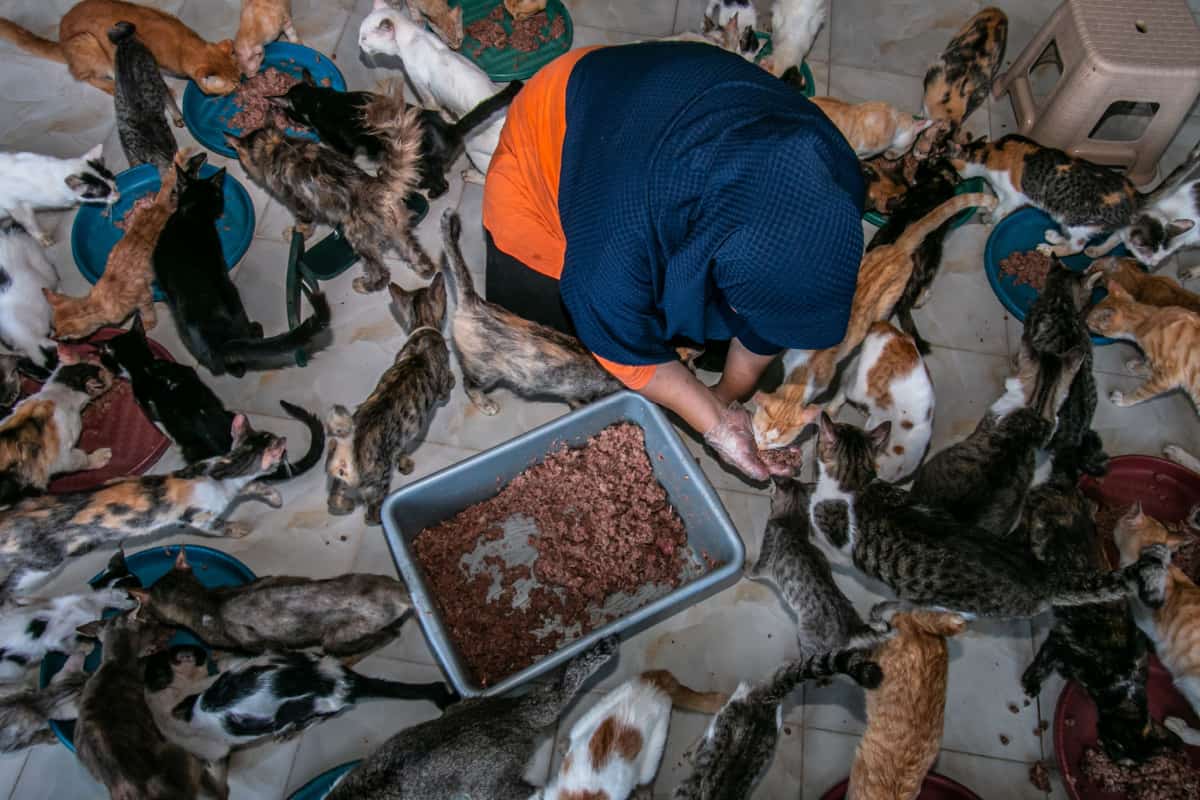 caretaker feeding the abandoned cats