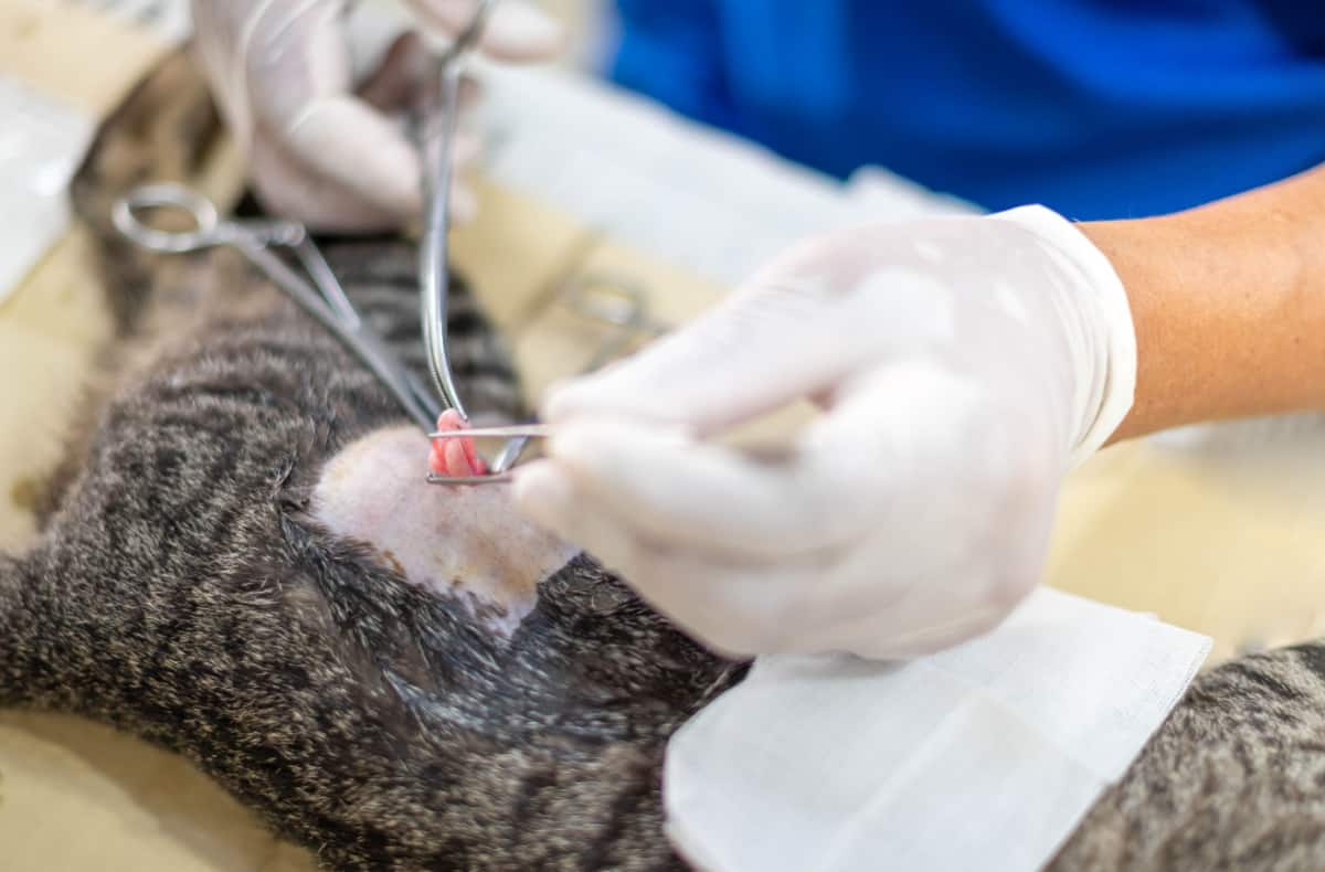 Hands of veterinarian with gloves holding and cutting cat's testicles
