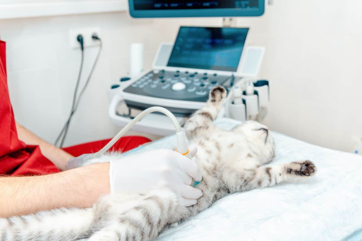 cat having ultrasound examination in vet clinic
