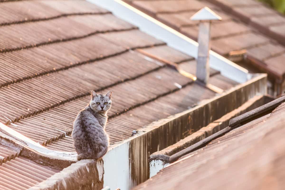 feral cat sitting on a house rooftop