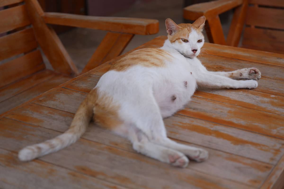 pregnant cat laying on the wooden table