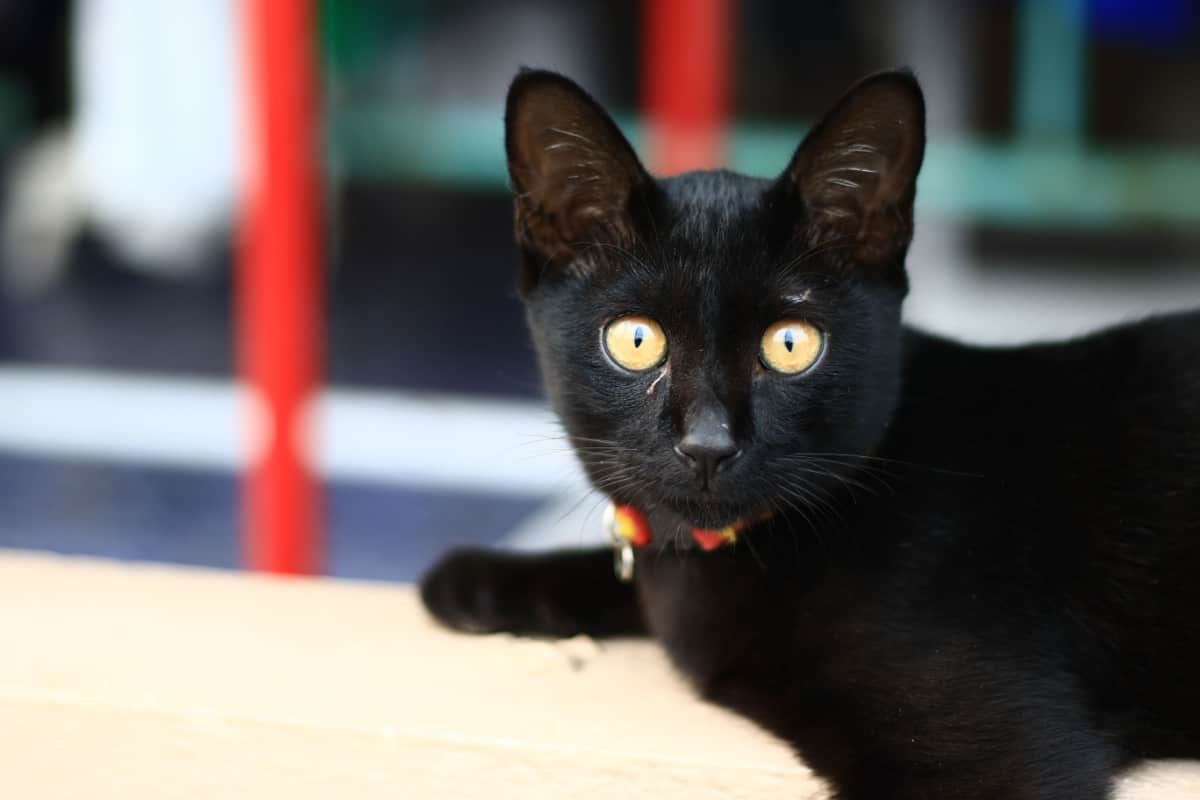 Black cat with creepy look