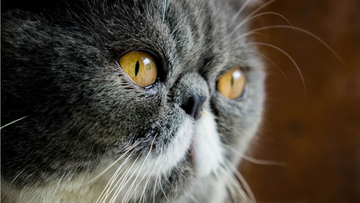 focused face of exotic shorthair cat