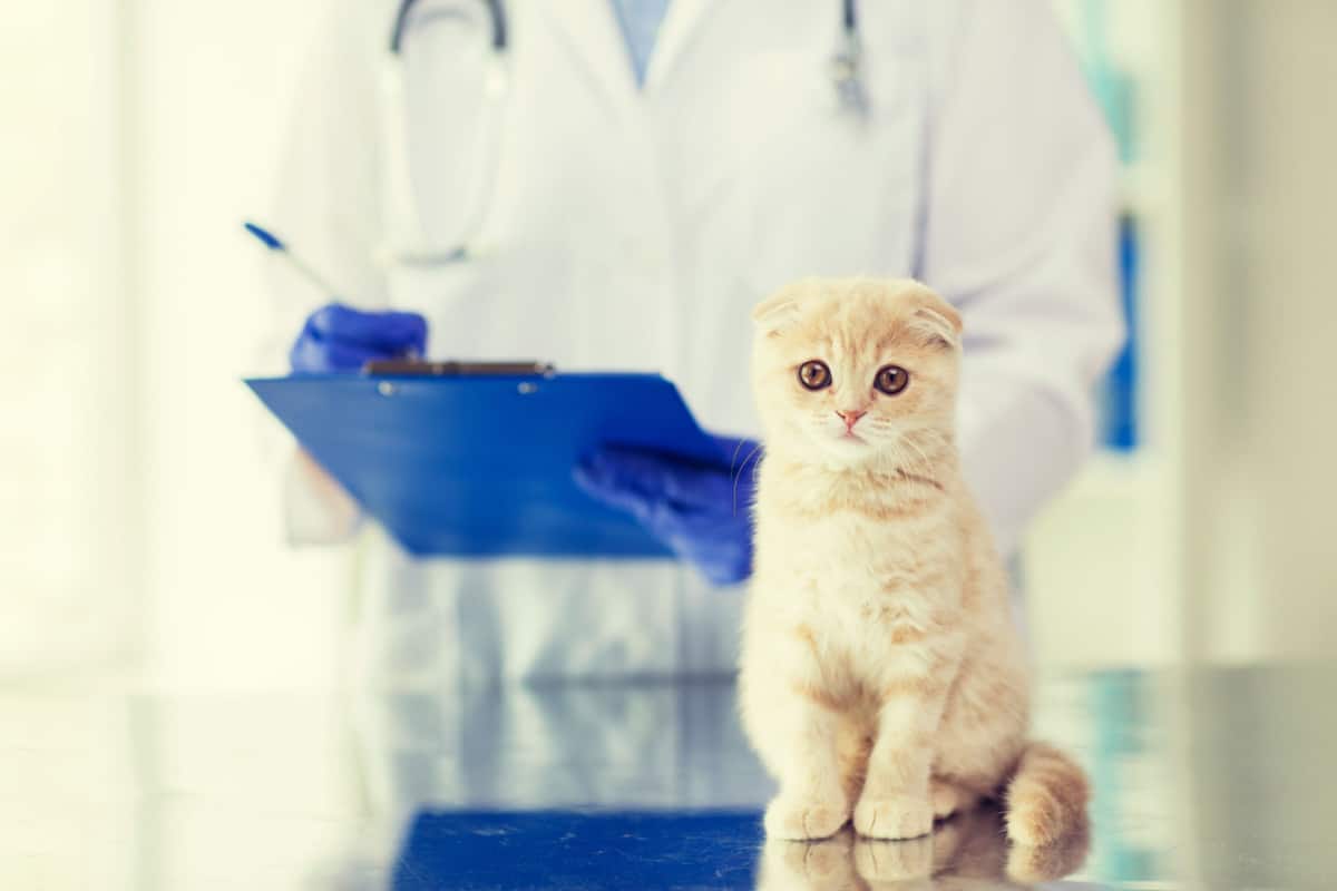close up of kitten with  veterinarian doctor at the back checking the cat
