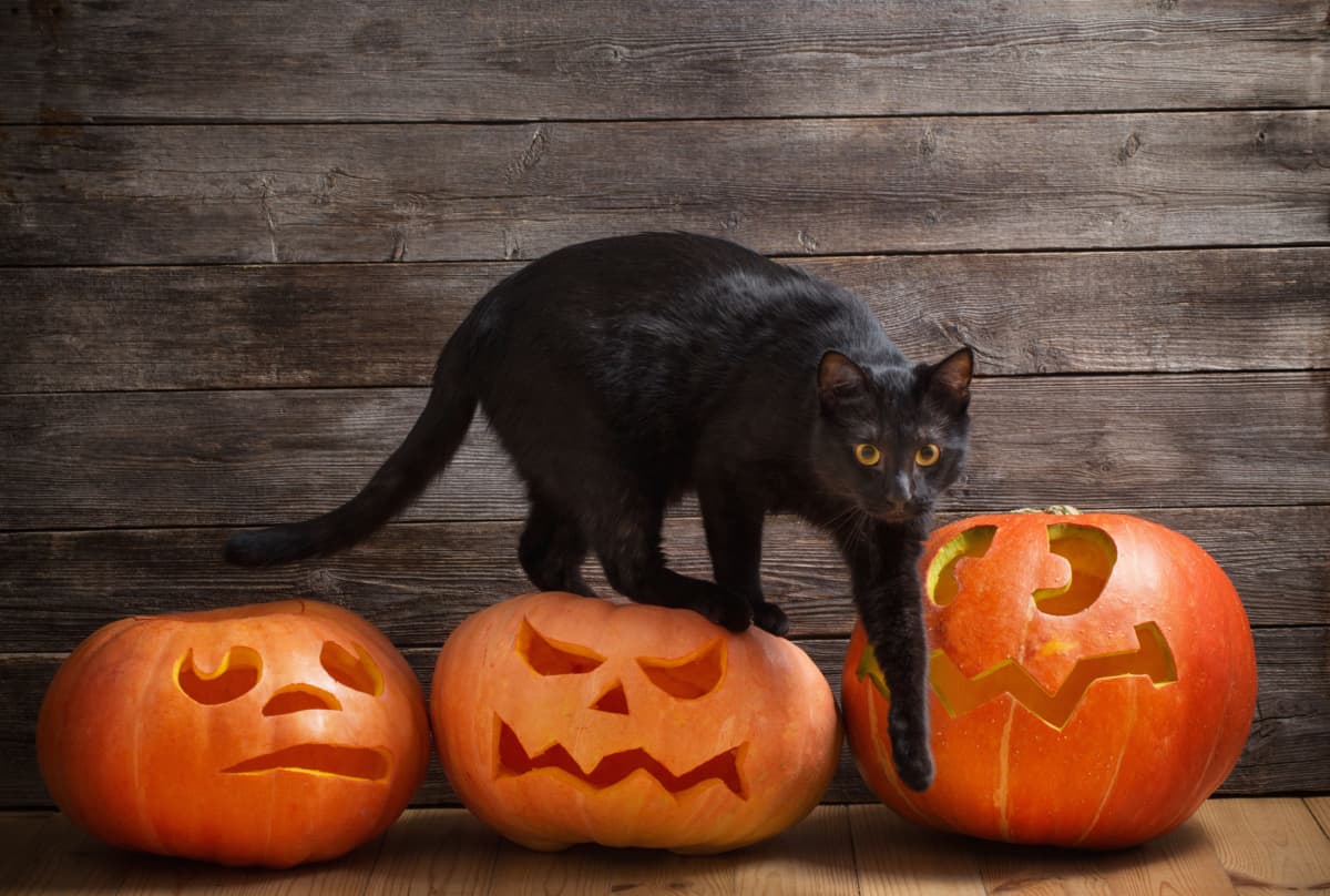 black cat with orange halloween pumpkin