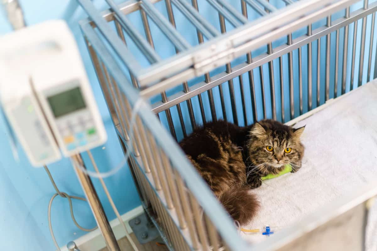 cat sitting in the cage while treated