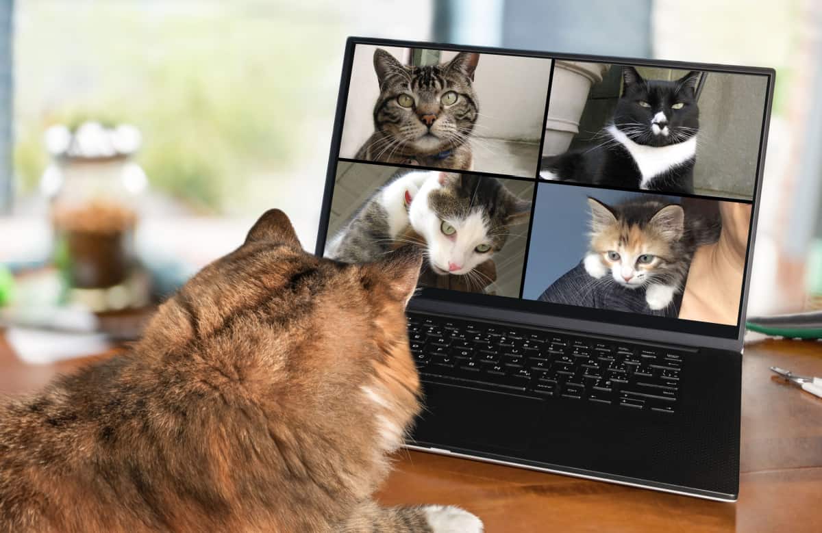 Cats talking to each other on a zoom meeting