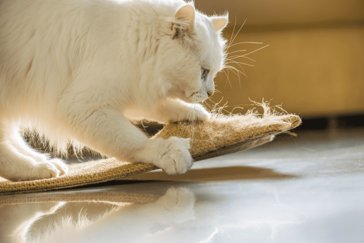 A white cat is scratching up a rug