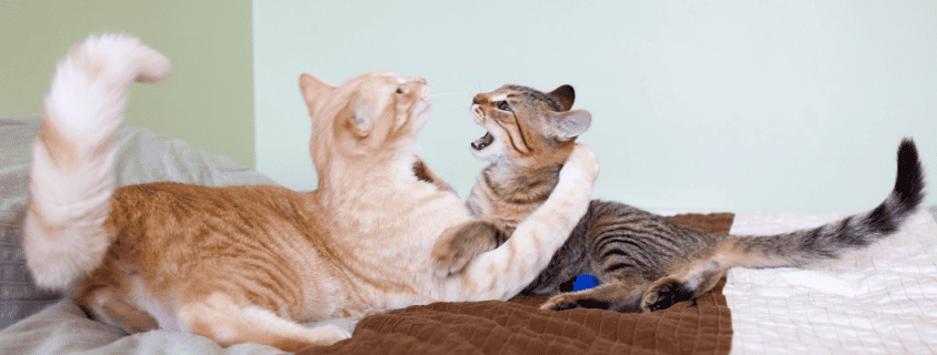 two cats hilariously fighting on a bed