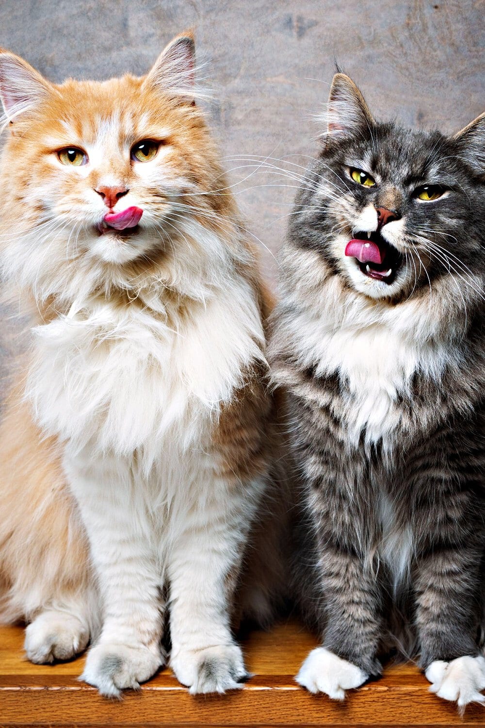 funn portrait of two hungry maine coon cats sitting side by side waiting for treats licking lips looking at camera