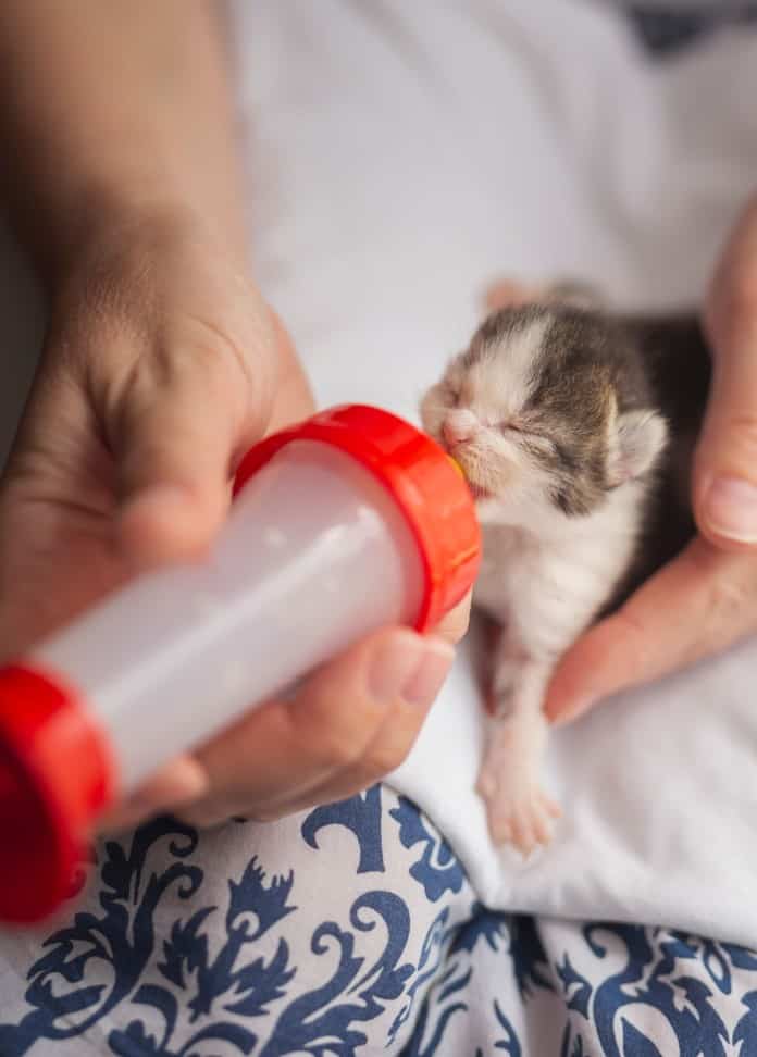 Premature Kittens - comprehensive guide to care