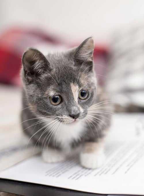 Help your kitten adapt to a new apartment with 9 essential tips. Create a smooth transition and a welcoming space for your furry friend using these valuable insights and practical advice.




