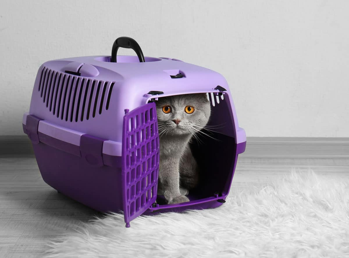 9 Tips That Will Help Your Kitten Adapt To A New Apartment or House
