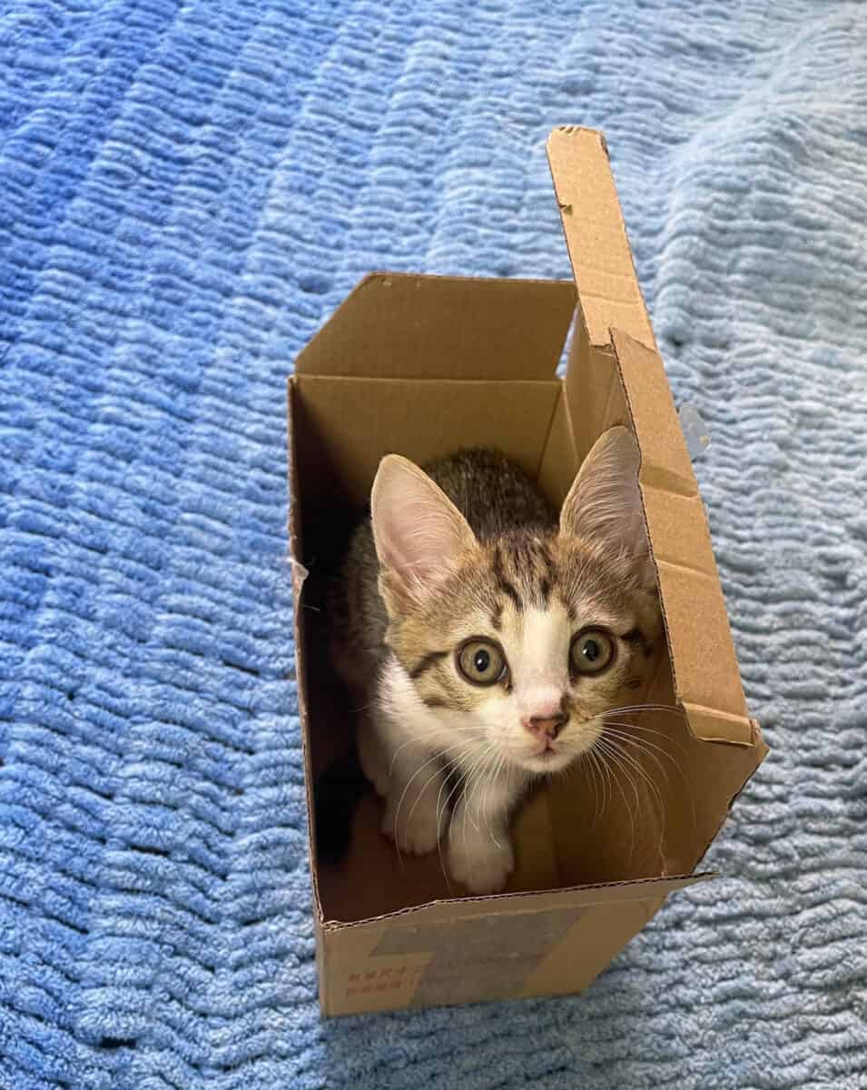 A sweet kitten looking up at the camera inside of a box - moving day - how to adapt kitten to new apartment