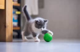 Kitten is playing with a ball