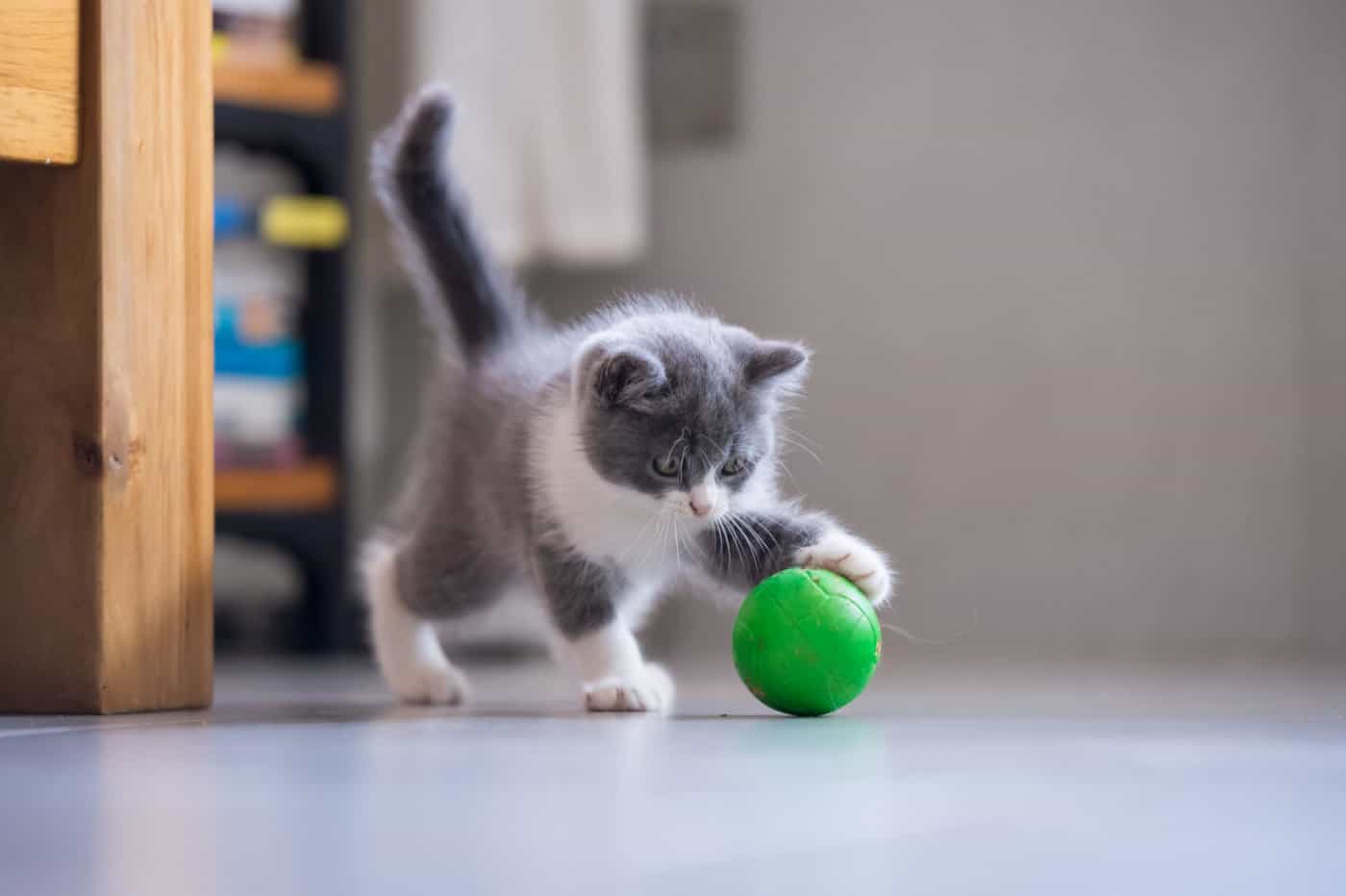 Kitten is playing with a ball
