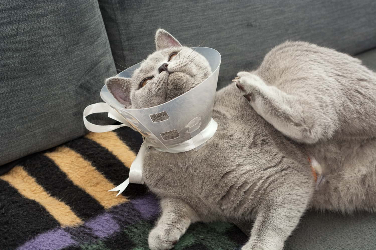 A British Shorthair cat lies on a sofa in a plastic collar after an umbilical hernia surgery. The cat tries to get rid of the collar and itches with its hind paw. A bandage is visible on the abdomen.
