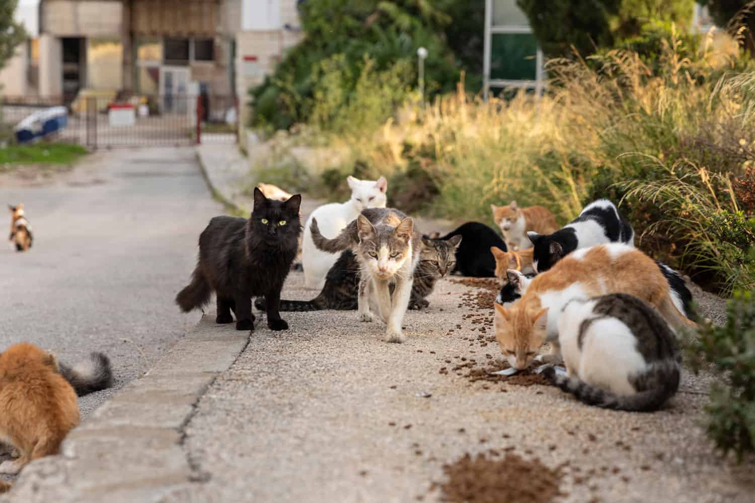 A group of multicoloured homeless stray cats sitting and waiting outside on the road in downtown Dubrovnik for volunteers to feed them. Surrounded by greenery on a sunny day in summer
