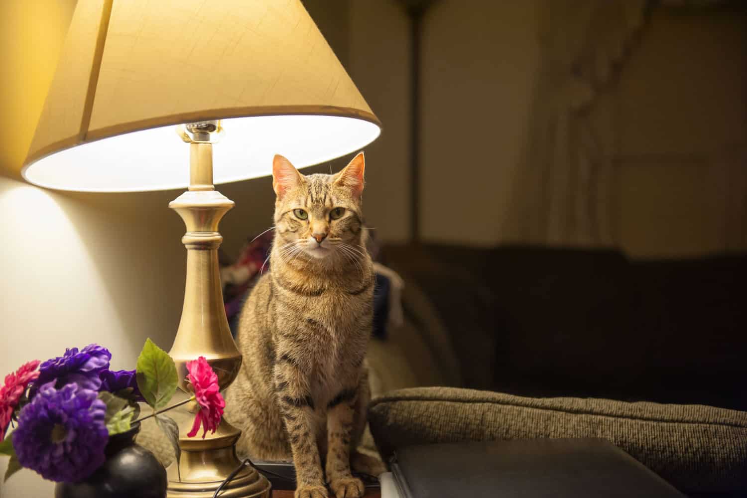 A beautiful cat sits on an end table and directly beneath a table lamp in a living room setting
