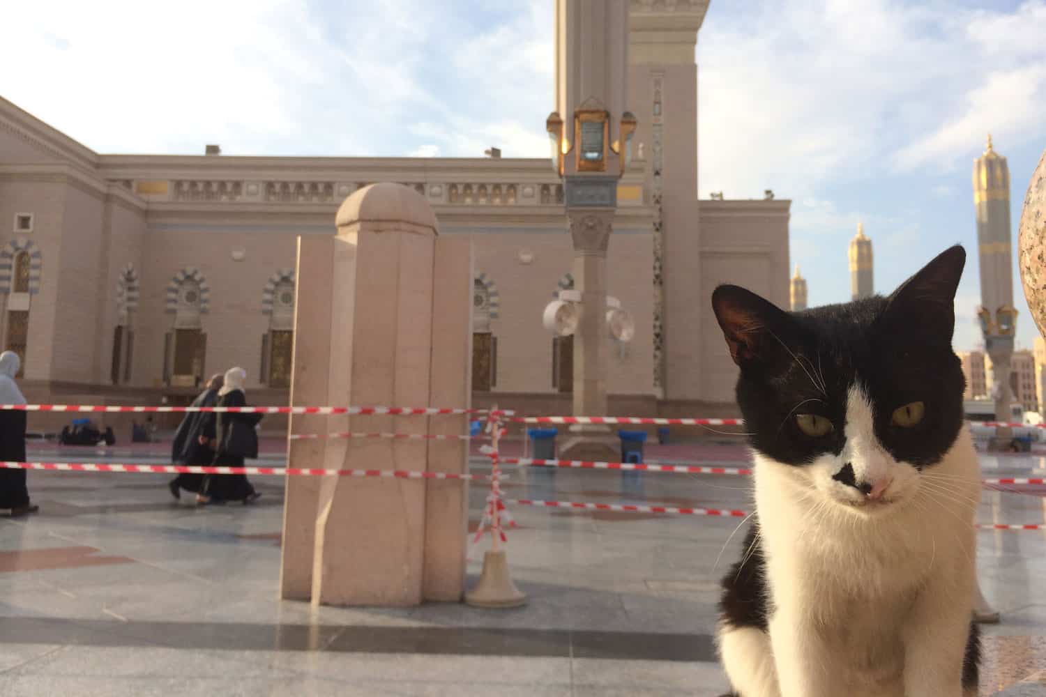 A cat at Masjid Nabawi in Al Madinah