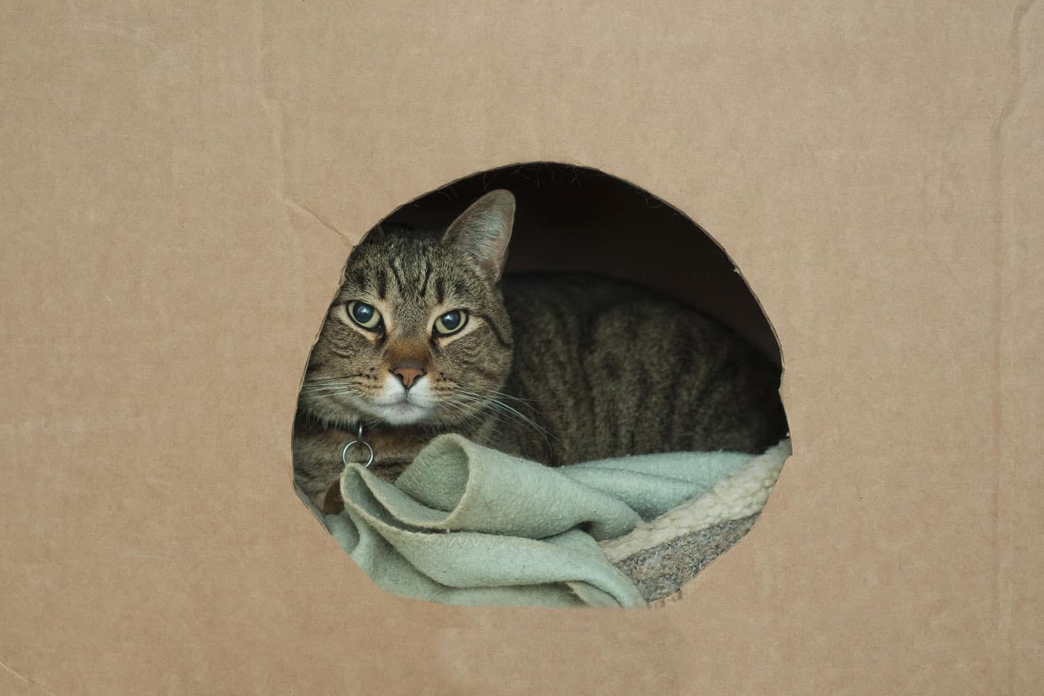 A cute pet cat lays down in his nest inside of a cardboard box with a hole in it wrapped up in a blanket
