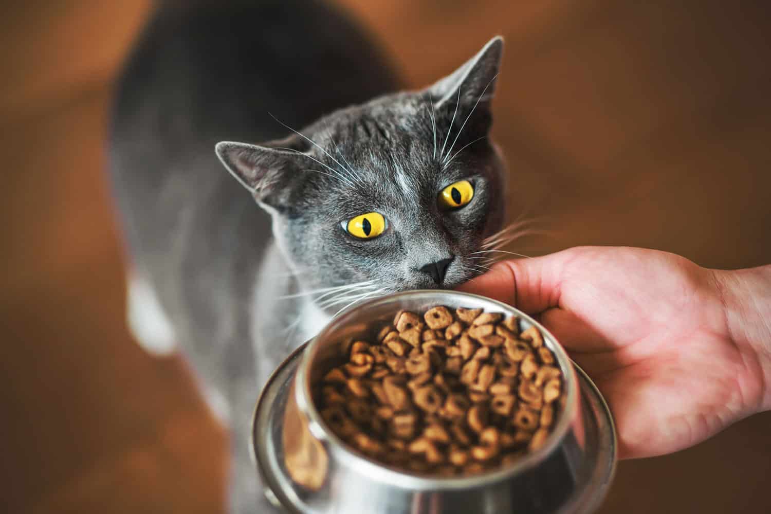 A grey domestic hungry cat with yellow eyes looks at a bowl of food held in the hand of a man. Pet feeding.
