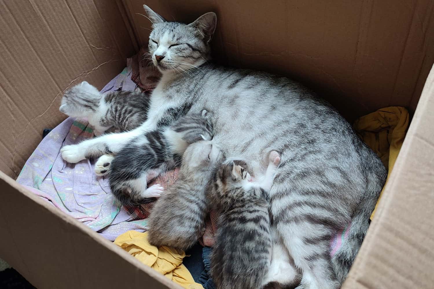 A mother cat is nursing her newborn kittens in a cardboard box
