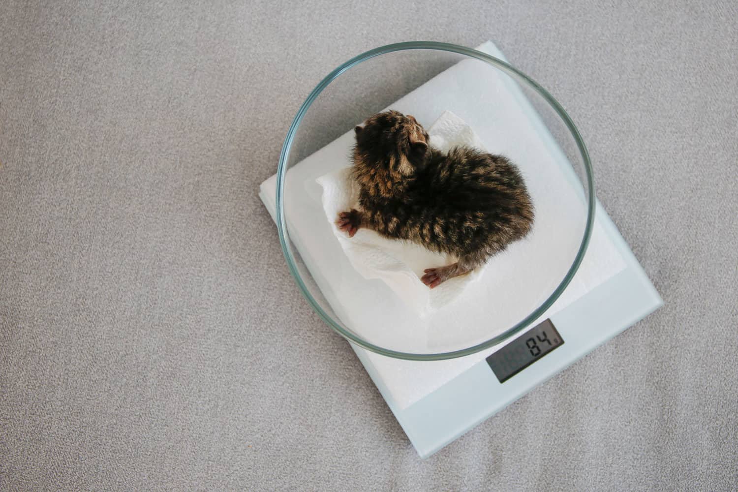 A newborn kitten on the scales.
