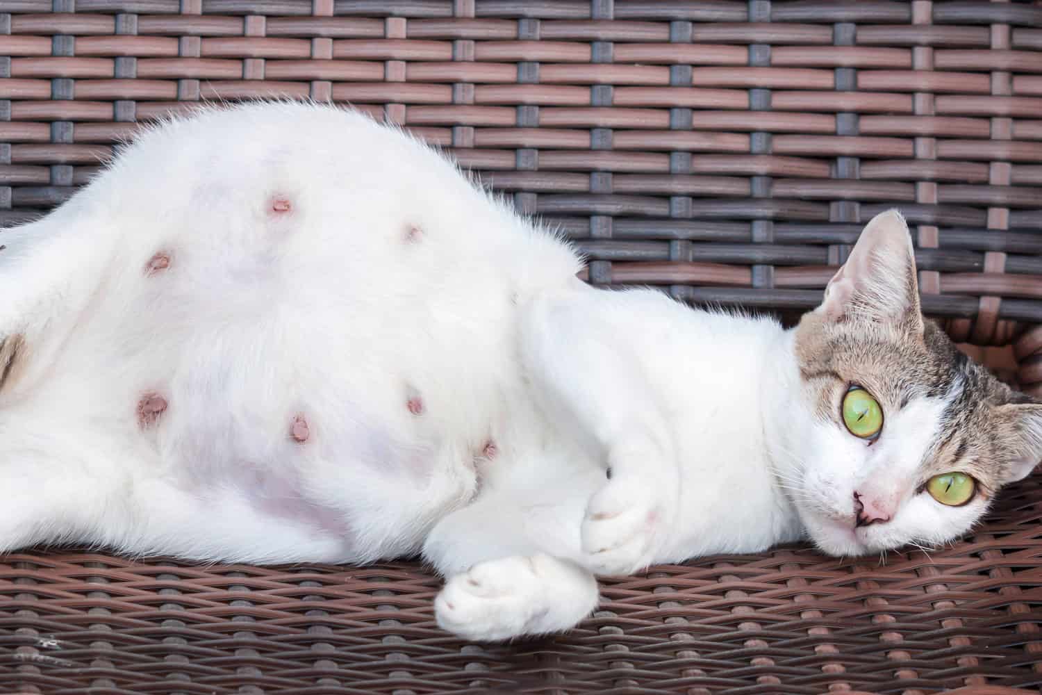 A pregnant mother cat while resting on a wooden chair showing its tummy and nipples while looking at camera with a big eyes
