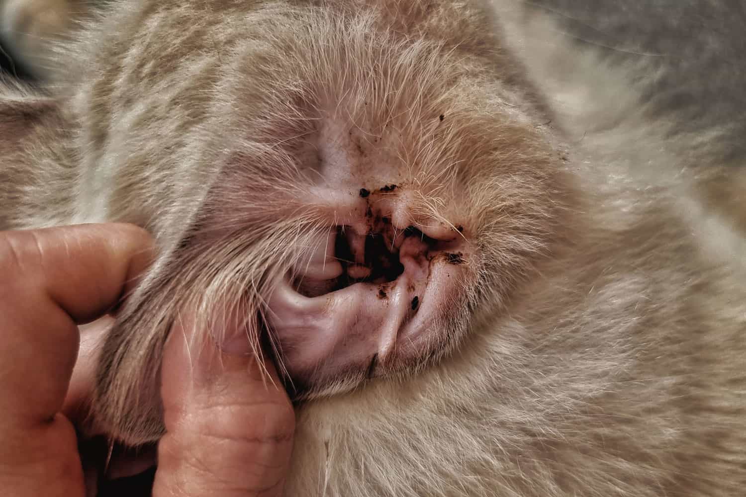 A stray cat with infectious ear discharge
