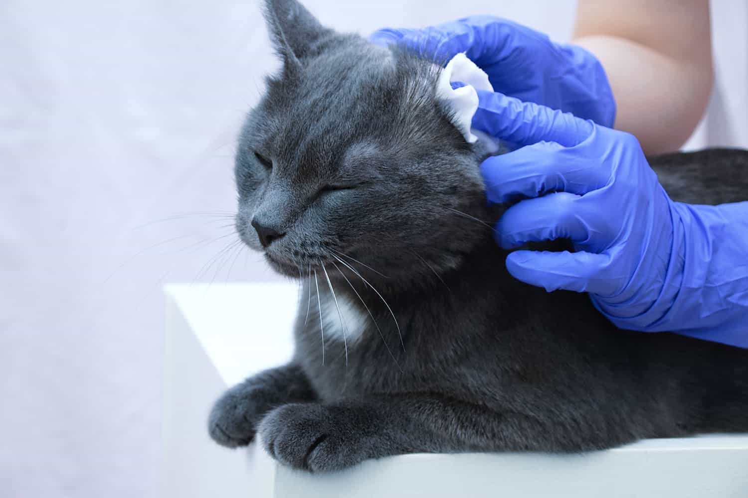 A veterinarian in gloves is cleaning the ears of a gray cat. Close-up.
