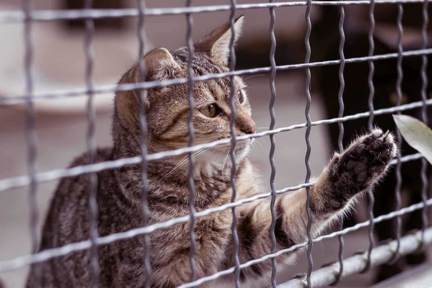 Abandoned cat behind the fence in animal shelter. Pet adoption. Playful tabby cat.
