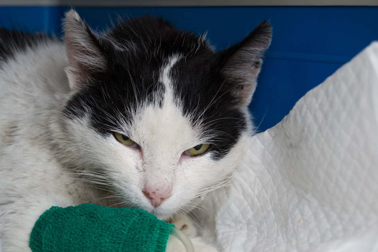 Adult cat with kidney failure, very dehydrated, receiving iv treatment
