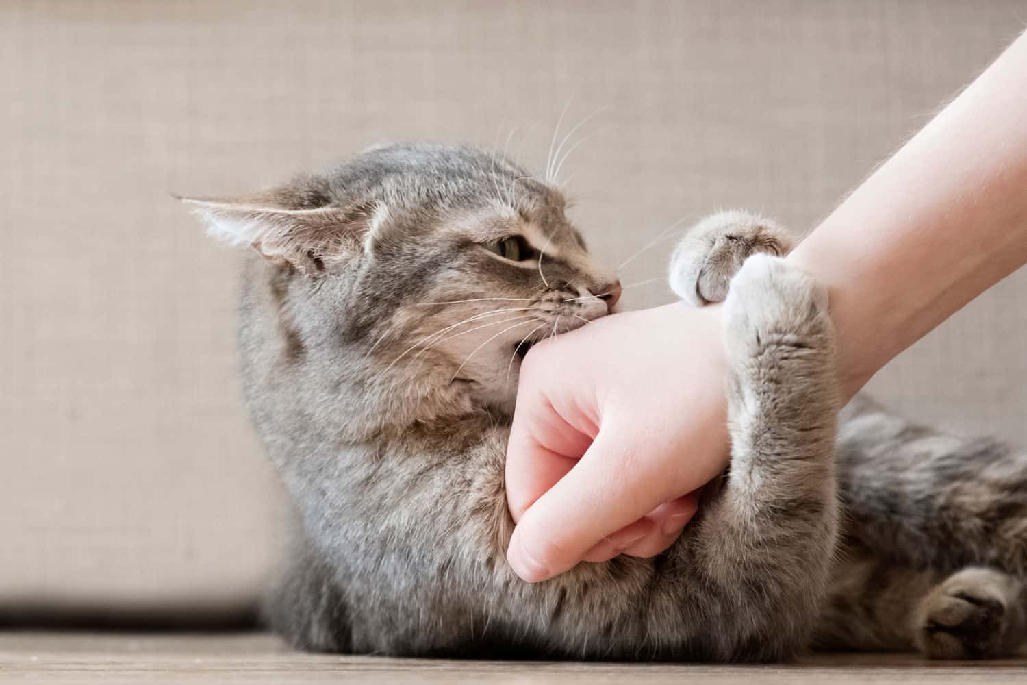Aggressive gray cat attacked the owner’s hand. Beautiful cute cat playing with woman hand and biting with funny emotions.
