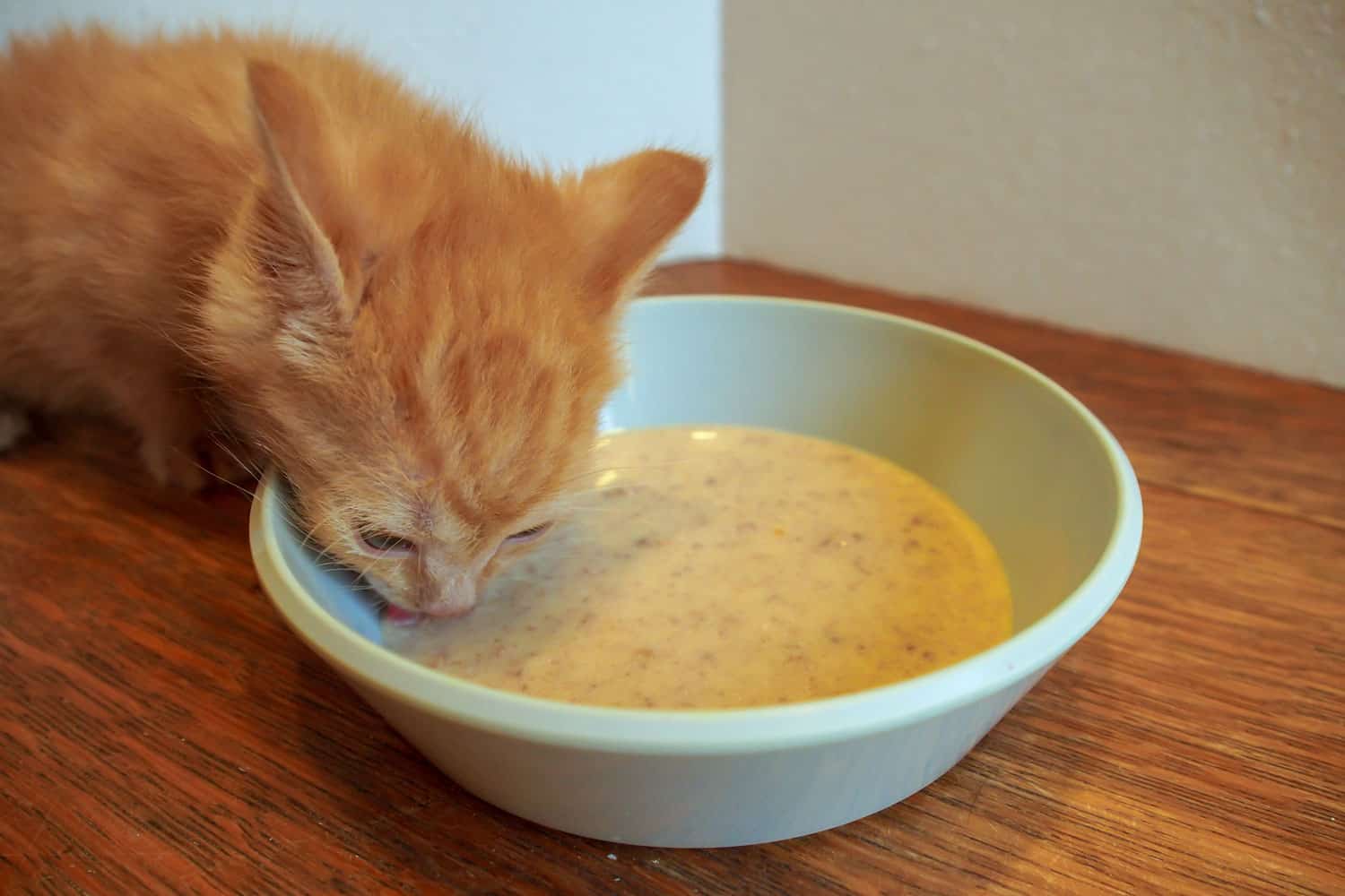 An orange tabby kitten is tasting food for the first time.
