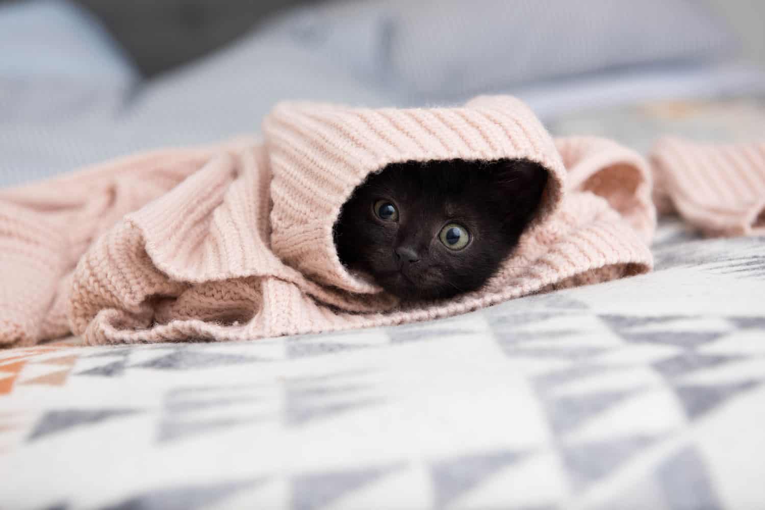 Black Kitten Hiding in Pink Sweater
