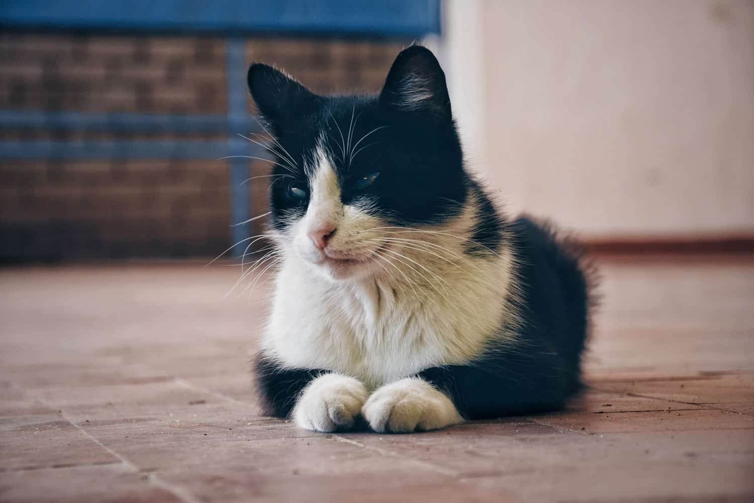 Black-and-white street cat with a strabismus of the eye.
