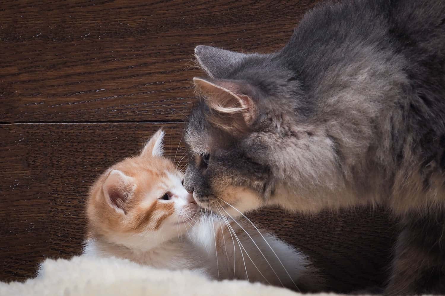 Cat and kitten. Mother and child. Cat kitten sniffing, nose to nose. Love, family, affection. The cat is gray, fluffy. The kitten is small, white and red. Background board.
