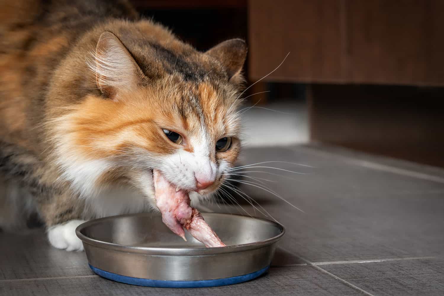 Cat eating raw chicken wing tip. Cute female kitty chewing on a large piece of raw meat in the kitchen. Concept for raw food diet for cats, dogs and pets or cats are carnivores. Selective focus.