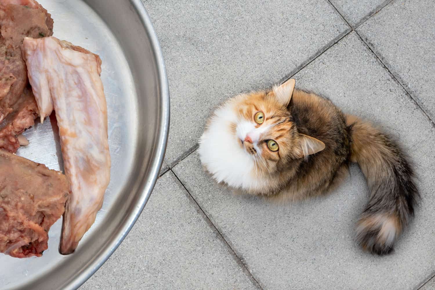 Cat with raw food, top view. The kitty is feed a chicken wing tip and raw ground chicken meat. Concept for raw food diet. Long hair calico or torbie female cat starring intense at the food bowl.
