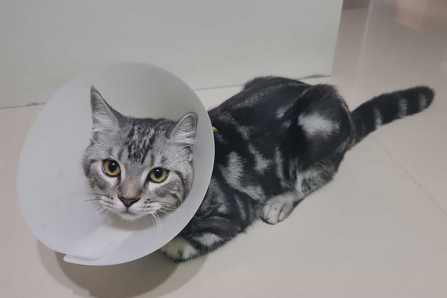 Cat after neutering with elizabethan collar
