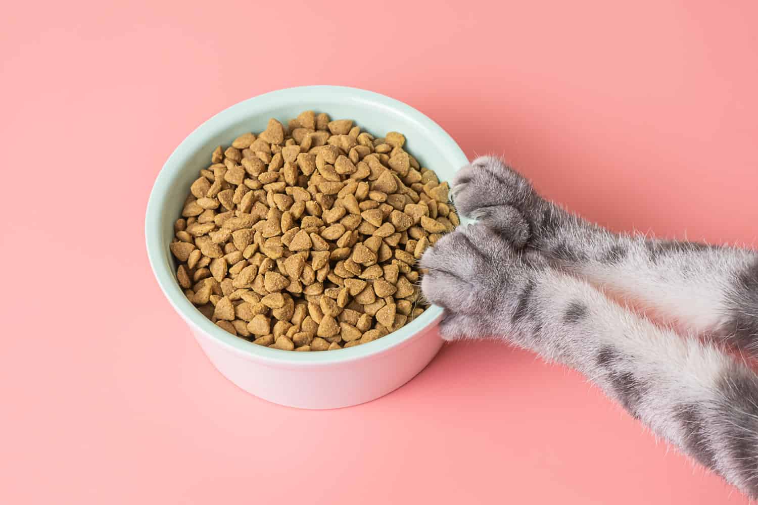 Cat dry food in a bowl and paws on a pink background. The concept of a diet for pets, the choice of food for cats. 