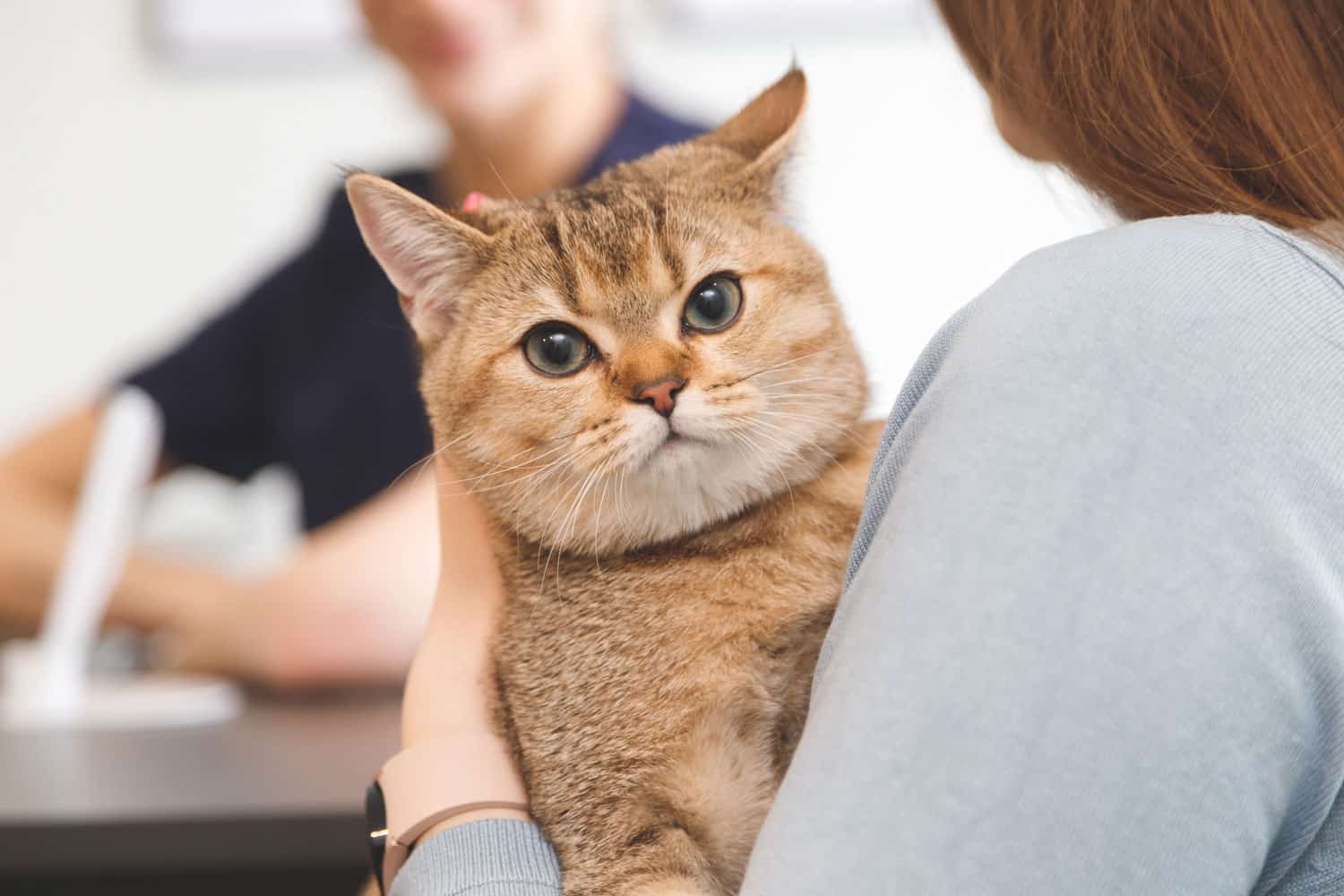 Cat on womans hands at reception in vet clinic. Animal health care concept
