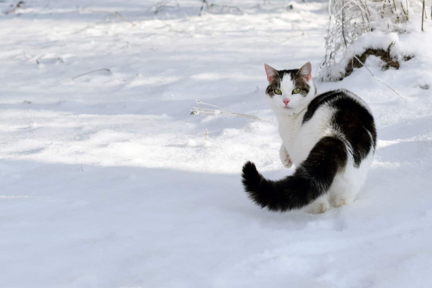 Cat with puffy tail in the snow and looking at camera.
