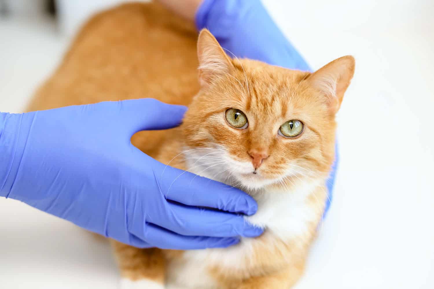 Close-up fluffy red cat looking camera in the hands of doctor in blue nitrile rubber gloves on white background.Examination of a sick and healthy animal in clinic veterinarian.World Cat Day
