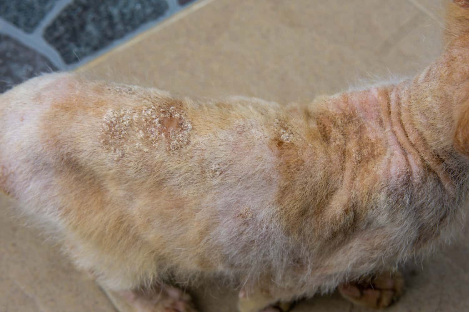 Close up of Ringworm, skin fungal infection at the back of a stray orange cat body. Skin diseases by fungus. Selective focus.
