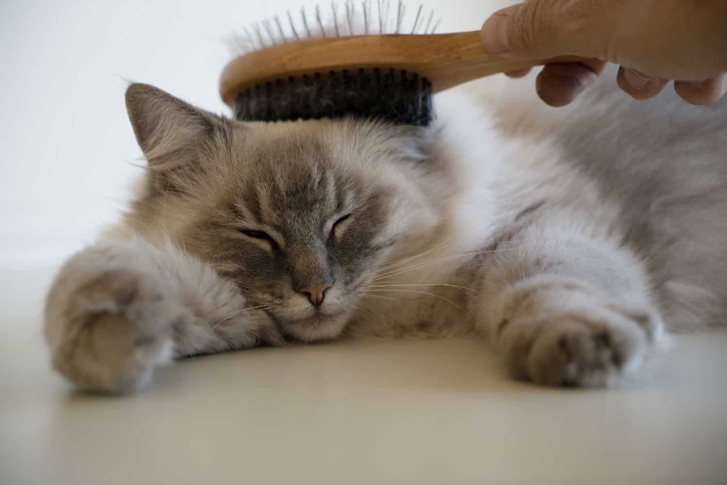 Close up of a relaxed adult female lynx point ragdoll cat laying on a white surface, with her paws out in front of her, having her hair and head brushed
