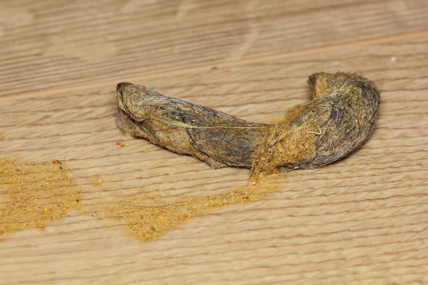 Close up of dry cat vomit with hairball on the wooden floor
