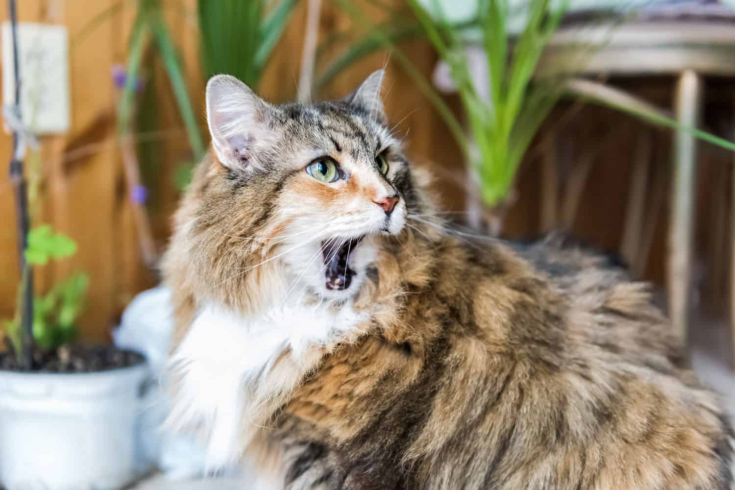 Closeup portrait of calico maine coon cat sitting eating open mouth shocked facial expression funny, toothless, sunny day kitchen, green plants
